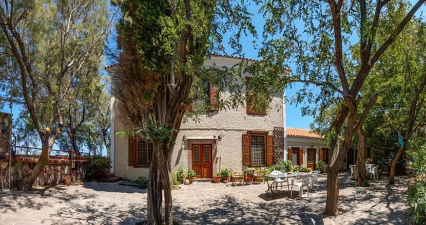 Lela-Kaptani-Olive-Grove-1
