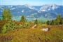 Foto - Schladming - Dachstein - Kouzlo horských salaší