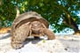 Foto - Relax na plážích Seychel + NÁRODNÍ PARK MORNE SEYCHELLOIS + ŽELVÍ OSTROV (leteck