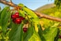 Foto - Španělská Extremadura + ŘÍMSKÉ DĚDICTVÍ + GURMÁNSKÉ TRADICE REGIONU (letecky z P
