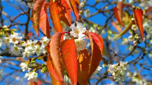 cherry-blossoms-222370_1920