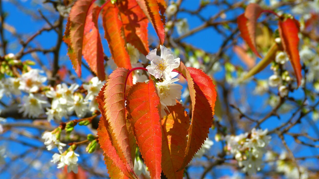cherry blossoms 222370 1920