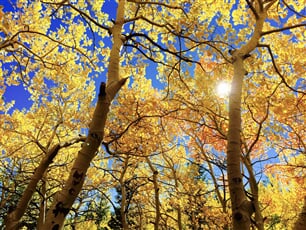 leaves-1363766_1920