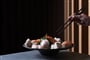 atlantica-imperial-resort-in-rhodes-all-inclusive-gastronomy-restaurants-dish-gallery