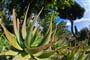 cagliari_botanicka_zahrada_55410030_l