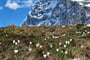 Švýcarsko, Jungfrau, Eiger