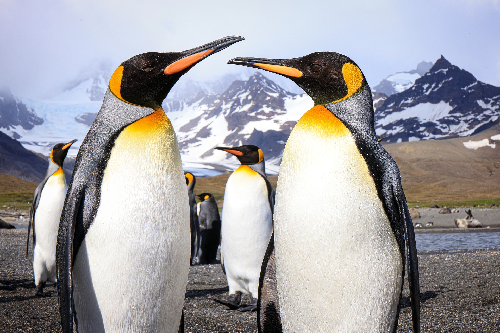 tučňák patagonský je symbolem jižních polárních oblastí. Spatřit jej však ve volné přírodě můžete pouze v Jižní Georgii a na Falklandech, které jsou součástí našeho programu!