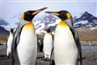 tučňák patagonský je symbolem jižních polárních oblastí. Spatřit jej však ve volné přírodě můžete pouze v Jižní Georgii a na Falklandech, které jsou součástí našeho programu!