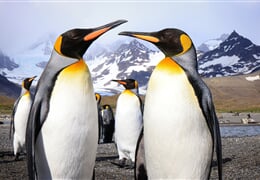 Antarktida, Falklandy a Jižní Georgie v malé skupině a s maximem aktivit na pobřeží