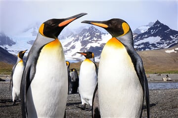 Antarktida, Falklandy a Jižní Georgie v malé expediční skupině a s maximem aktivit na pobřeží