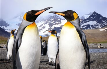 Antarktida, Falklandy a Jižní Georgie v malé expediční skupině a s maximem aktivit na pobřeží
