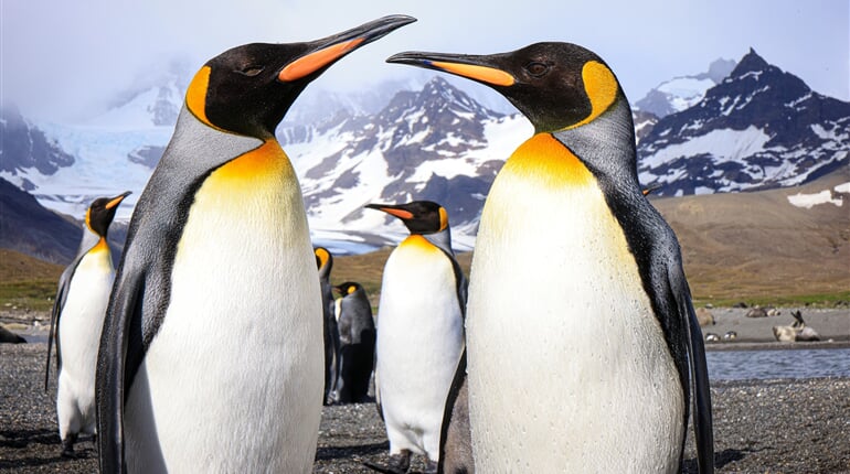 tučňák patagonský je symbolem jižních polárních oblastí. Spatřit jej však ve volné přírodě můžete pouze v Jižní Georgii a na Falklandech, které jsou součástí našeho programu!
