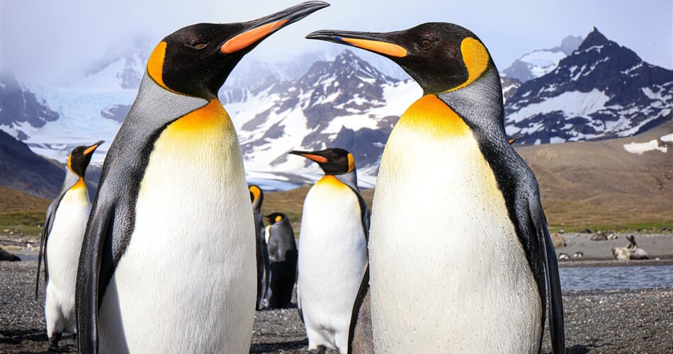 tučňák patagonský je symbolem jižních polárních oblastí. Spatřit jej však ve volné přírodě můžete pouze v Jižní Georgii a na Falklandech, které jsou součástí našeho programu!