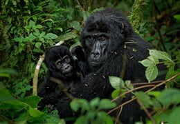 To nejlepší z Ugandy + HORSKÉ GORILY A ŠIMPANZI + SAFARI V NÁRODNÍCH PARCÍCH (le