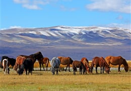Mongolsko – Poušť Gobi, Čingischán A Divocí Koně