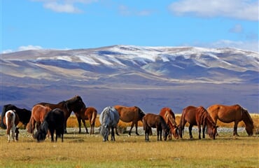 Mongolsko – Poušť Gobi, Čingischán A Divocí Koně