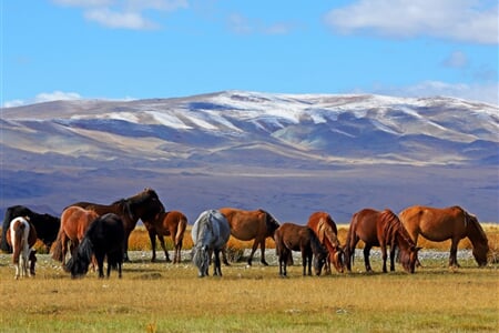 Mongolsko – Poušť Gobi, Čingischán A Divocí Koně