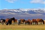 Mongolsko poznávací zájezd