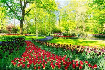 Velikonoční Amsterdam + KVĚTINOVÁ ZAHRADA KEUKENHOF + SLAVNÁ MUZEA (letecky z Os