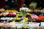Foto - Velikonoční Amsterdam + KVĚTINOVÁ ZAHRADA KEUKENHOF + SLAVNÁ MUZEA (letecky z Os