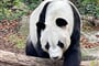 PandaIV