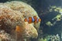 Nemo