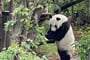 PandaII.