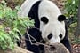 PandaIII