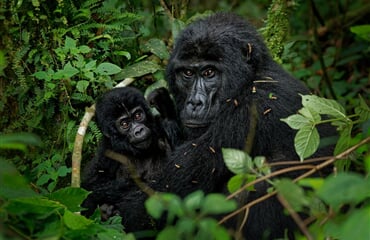 To nejlepší z Ugandy + HORSKÉ GORILY A ŠIMPANZI + SAFARI V NÁRODNÍCH PARCÍCH (le
