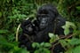 Foto - To nejlepší z Ugandy + HORSKÉ GORILY A ŠIMPANZI + SAFARI V NÁRODNÍCH PARCÍCH (le