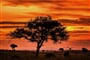 Foto - To nejlepší z Ugandy + HORSKÉ GORILY A ŠIMPANZI + SAFARI V NÁRODNÍCH PARCÍCH (le
