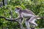 Foto - To nejlepší z Ugandy + HORSKÉ GORILY A ŠIMPANZI + SAFARI V NÁRODNÍCH PARCÍCH (le