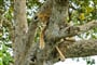 Foto - To nejlepší z Ugandy + HORSKÉ GORILY A ŠIMPANZI + SAFARI V NÁRODNÍCH PARCÍCH (le