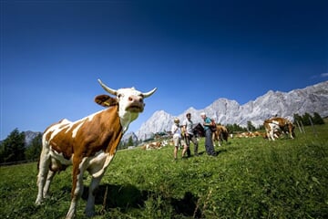 Schladming - Dachstein - Dachsteinská bomba pro seniory