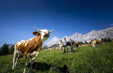 Schladming - Dachstein - Dachsteinská bomba pro seniory