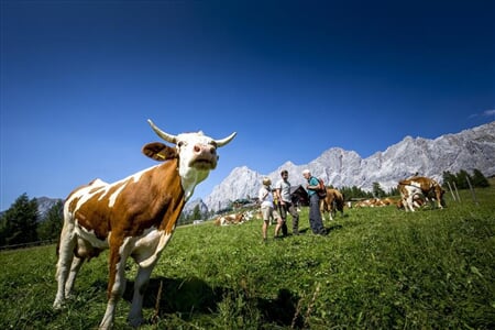 Schladming - Dachstein - Dachsteinská bomba pro seniory