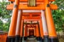 Foto - Dle programu - Japonsko ****