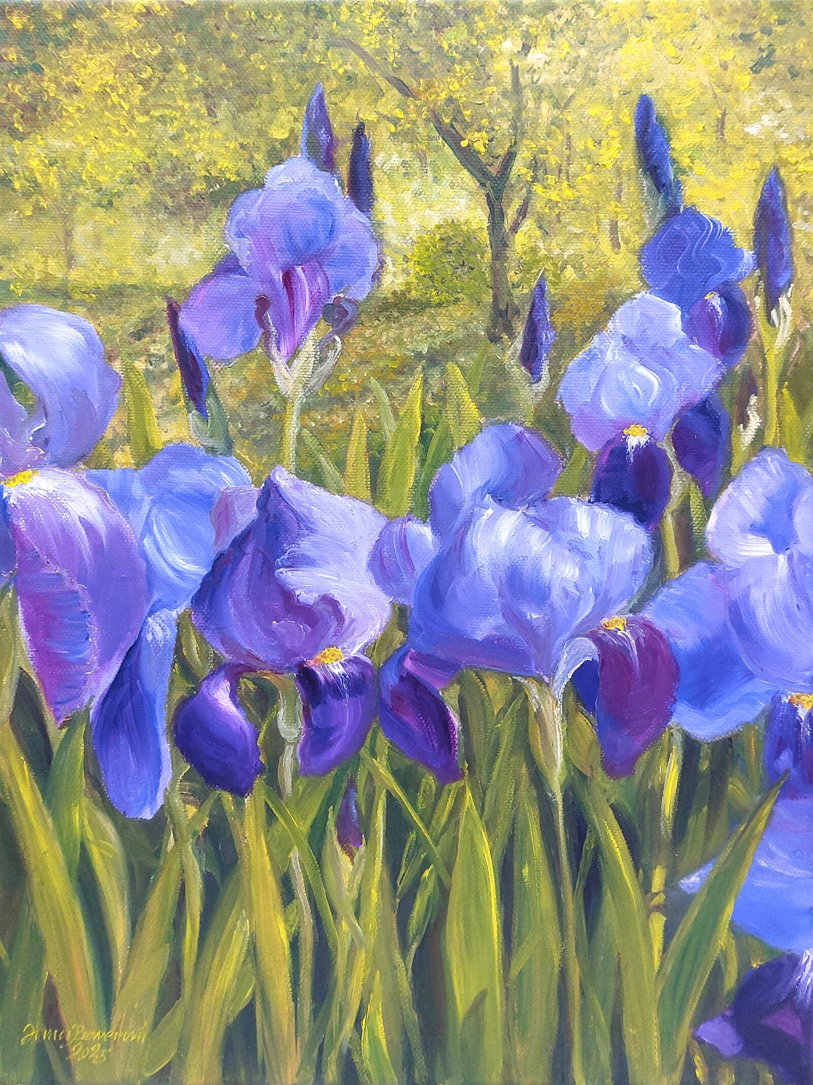 Jana Bayerová: Kosatce, 35 × 25 cm