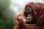 Foto - To nejlepší z Bornea + PŘÍRODNÍ REZERVACE ORANGUTANŮ + OSTROV MANTANANI