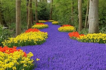 Holandsko - Velikonoce A Tulipány