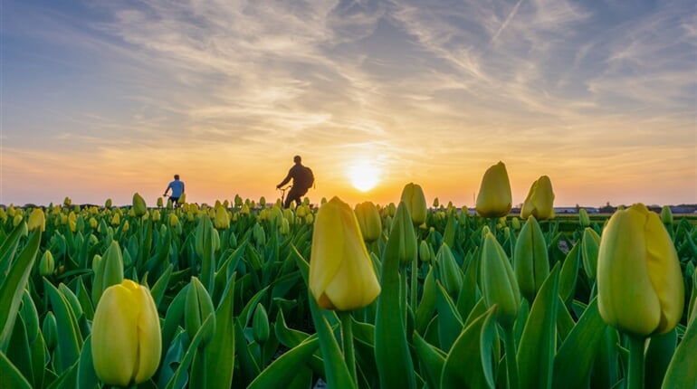 Nizozemsko - květinová pole - Keukenhof