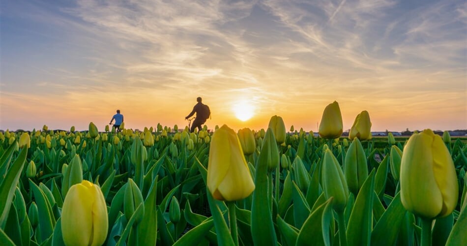 Nizozemsko - květinová pole - Keukenhof