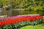 Za tulipány do Holandska - zájezd na květinový park Keukenhof