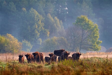 Polsko – Od Solných Dolů Do Bělověžského Np