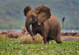 Okruh Ugandou a horské gorily