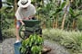 Foto - Kolumbie a Panama + KÁVOVÁ FARMA + TROPICKÉ OSTROVY BOCAS DEL TORO