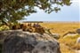 Foto - Keňa & Tanzanie - zázraky východní Afriky s českým průvodcem