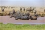 Foto - Tanzanie - africká dramata koloběhu života s českým průvodcem