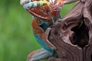 Chameleon