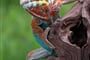 Chameleon